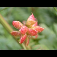 Glycyrrhiza Glabra (fam Fabacees) (rg mediterraneennes) (3)